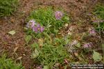 Photo: Dianthus superbus 1.