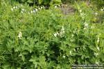 Photo: Lamprocapnos spectabilis 11.