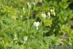 Photo: Lamprocapnos spectabilis 13.