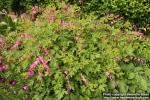 Photo: Lamprocapnos spectabilis 17.