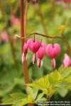 Photo: Lamprocapnos spectabilis 18.