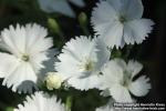 Photo: Dianthus 1.