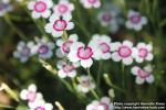 Photo: Dianthus 2.