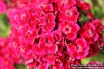 Photo: Dianthus barbatus 3.