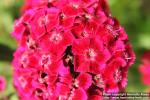 Photo: Dianthus barbatus 4.