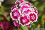 Photo: Dianthus barbatus 6.