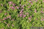 Photo: Dicentra formosa 07.