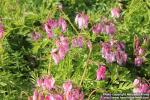 Photo: Dicentra formosa 10.