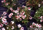 Photo: Dianthus chinensis.