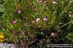 Photo: Dianthus deltoides 1.