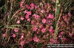 Photo: Dianthus deltoides 3.