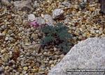 Photo: Dicentra peregrina.