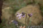 Photo: Dichelostemma capitatum 1.