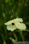 Photo: Dietes bicolor 4.