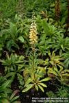 Photo: Digitalis lanata.