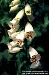 Photo: Digitalis purpurea 4.