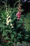 Photo: Digitalis purpurea 5.