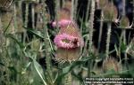 Photo: Dipsacus fullonum 5.