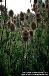 Photo: Dipsacus fullonum 6.