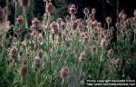 Photo: Dipsacus fullonum 7.