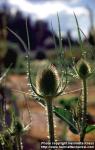 Photo: Dipsacus fullonum 8.