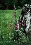 Photo: Digitalis purpurea 1.