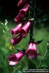 Photo: Digitalis purpurea 2.