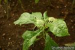 Photo: Dorstenia yambuyaensis 2.