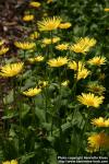 Photo: Doronicum austriacum 5.