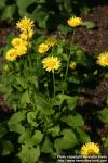 Photo: Doronicum austriacum 6.