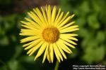 Photo: Doronicum austriacum 8.