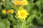 Photo: Doronicum pardalianches 1.