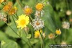 Photo: Doronicum pardalianches 3.