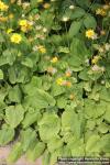 Photo: Doronicum pardalianches 4.