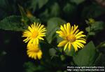 Photo: Doronicum austriacum 1.