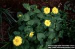 Photo: Doronicum austriacum 3.