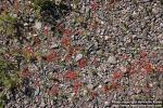 Photo: Drosera rotundifolia 10.