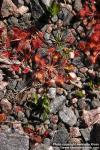 Photo: Drosera rotundifolia 11.