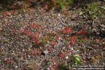 Photo: Drosera rotundifolia 13.