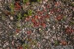 Photo: Drosera rotundifolia 14.