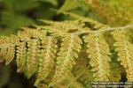 Photo: Dryopteris carthusiana 2.