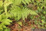 Photo: Dryopteris carthusiana 4.