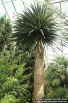 Photo: Dracaena draco 0.