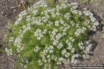 Photo: Drypis spinosa 0.