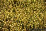 Photo: Drosera rotundifolia 6.