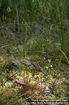 Photo: Drosera rotundifolia.