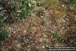 Photo: Drosera rotundifolia 2.