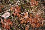 Photo: Drosera rotundifolia 3.