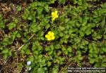 Photo: Duchesnea chrysantha 1.