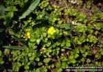 Photo: Duchesnea chrysantha.